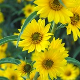 Maximilian Sunflower
